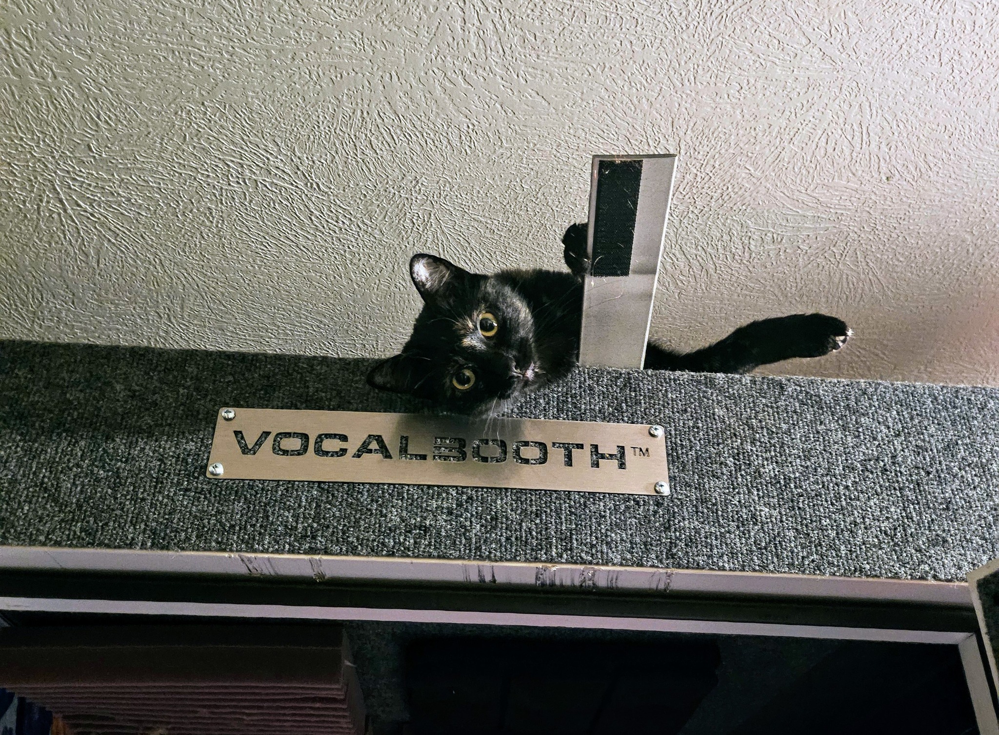 Every booth needs a cat!